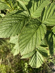 Rubus idaeus