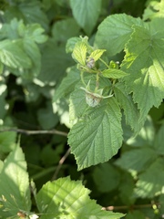 Rubus idaeus