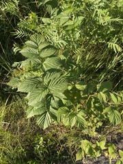 Rubus idaeus