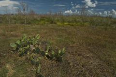 Opuntia anahuacensis