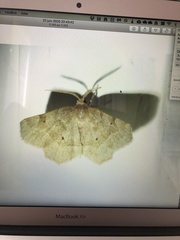 Metarranthis hypochraria