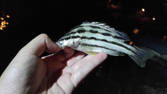 Sharpbeak Terapon photo 5