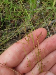 Rhynchospora pusilla