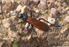 Pepsis grossa