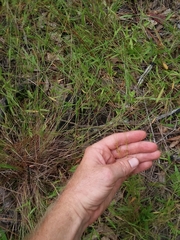 Rhynchospora pusilla