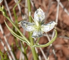 Frasera albomarginata