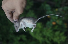 Heteromys irroratus