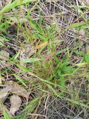 Rhynchospora pusilla