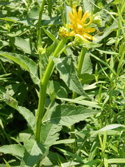 Verbesina helianthoides