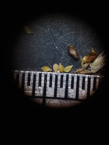 Image of Rhynchospora pusilla by (c) Will McFarland, some rights reserved (CC BY)