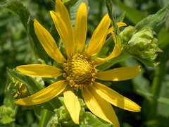 Verbesina helianthoides