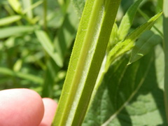 Verbesina helianthoides