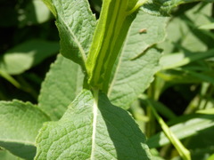 Verbesina helianthoides