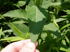 Verbesina helianthoides