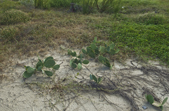 Opuntia anahuacensis