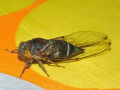 Lemuriana apicalis