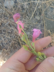 Penstemon floridus austinii