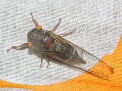 Lemuriana apicalis