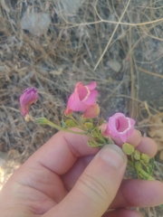 Penstemon floridus austinii