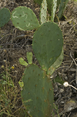 Opuntia anahuacensis