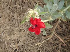 Hibiscus uncinellus