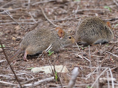 Nile Grass Rat