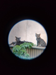 Felis catus