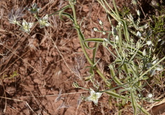 Frasera albomarginata