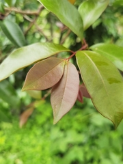 Psidium friedrichsthalianum