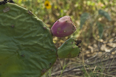 Opuntia anahuacensis