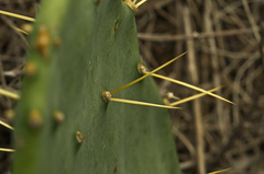 Opuntia anahuacensis
