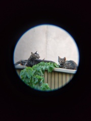 Felis catus