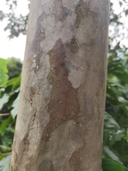 Psidium friedrichsthalianum