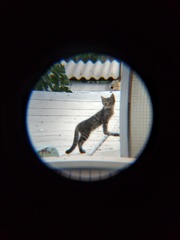 Felis catus