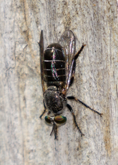 Atomosia melanopogon