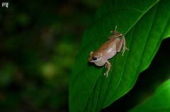 Pseudophilautus amboli