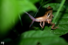 Pseudophilautus amboli