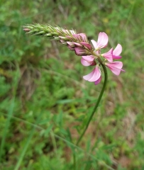 Onobrychis montana