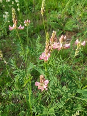 Onobrychis montana