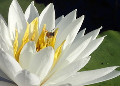 Apis mellifera image