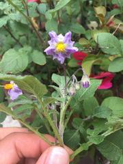 Solanum demissum
