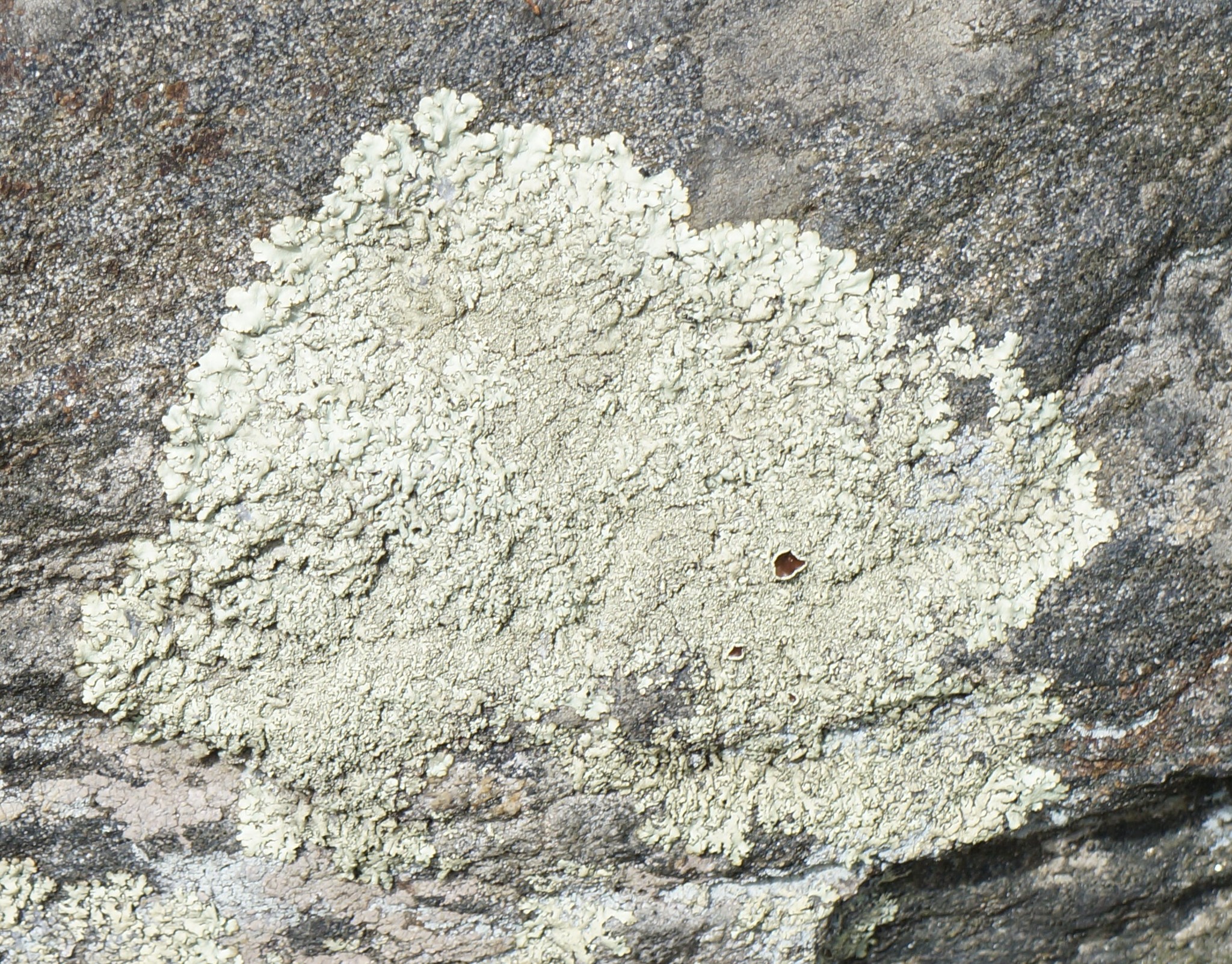Xanthoparmelia cumberlandia image