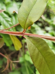 Psidium friedrichsthalianum