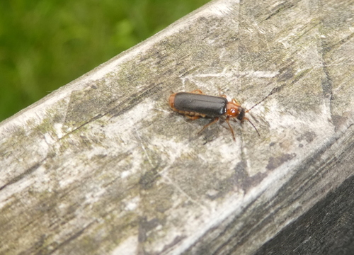 Cantharis flavilabris, 3981 Bunnik, Nederland, photo 9 of 10