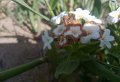 Tournefortia sibirica