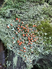 Cladonia incrassata