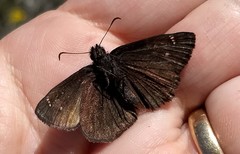 Erynnis pacuvius
