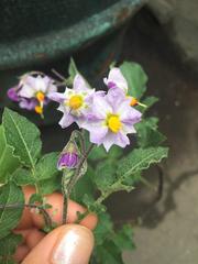 Solanum demissum