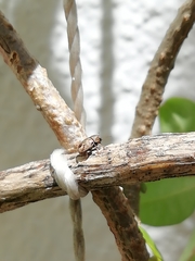 Pachybrachis hepaticus