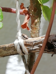 Pachybrachis hepaticus